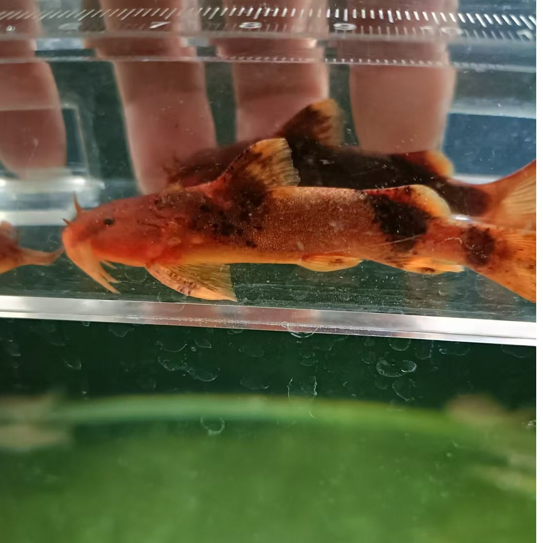 中华纹胸鮡溪流坦克底层鱼工具鱼清理食物残渣冷水鱼不加温