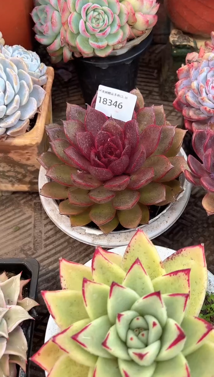 小****8多肉植物一物一拍18346