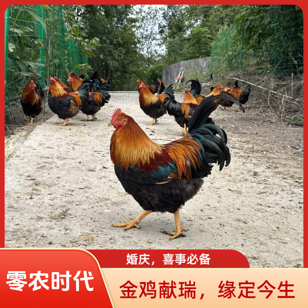 【婚庆鸡】高海拔700米散养180天杏花鸡送礼婚庆必备好看又好吃