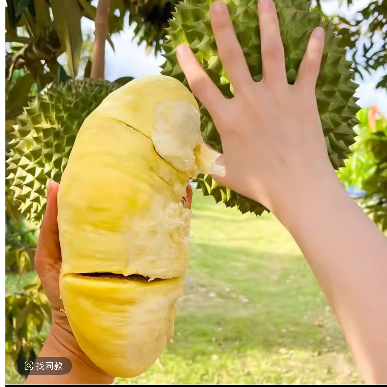 正宗南北方可地栽盆栽榴莲 树苗家庭好养