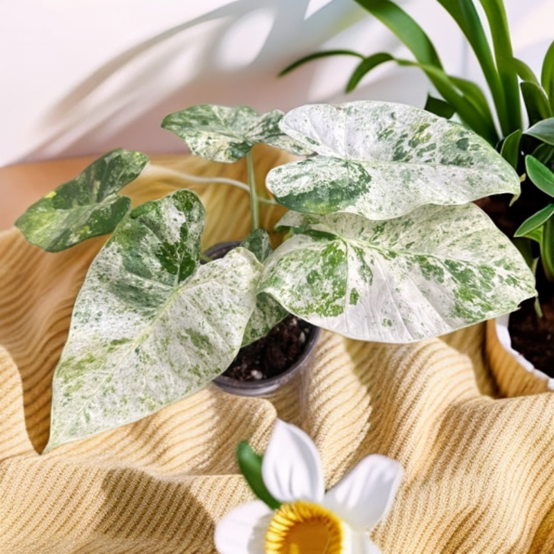 松染海芋锦彩叶芋白锦室内网红观叶植物盆栽热植