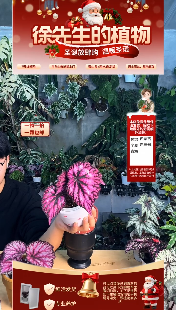 完全开放魔女秋海棠