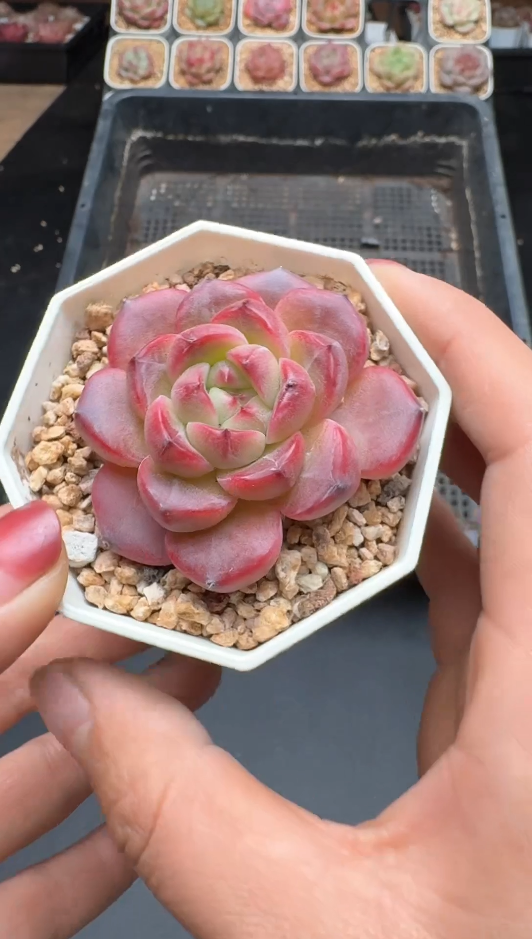 【闪购商品】999A物拍多肉带盆土6.5杯拍3颗包柚