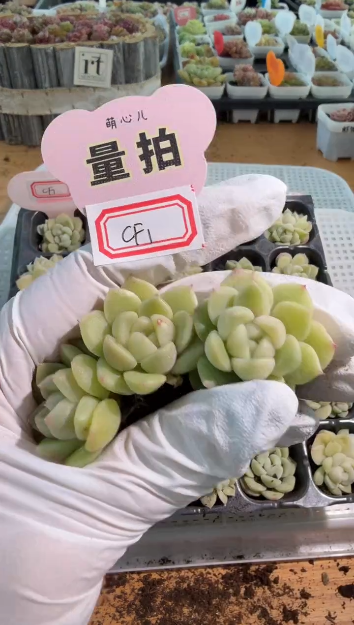CF1单双混 3颗量拍混发 满9.9包邮