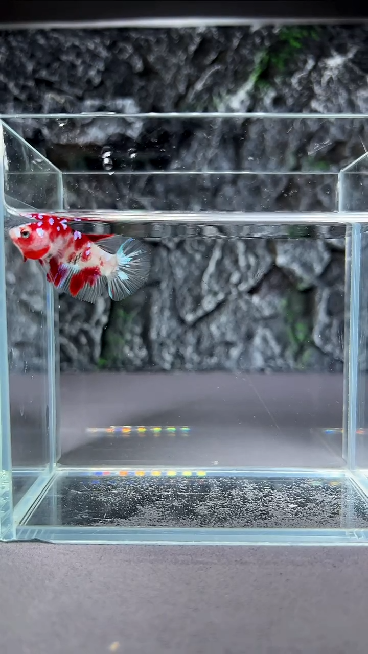 斗鱼竞拍链接A081