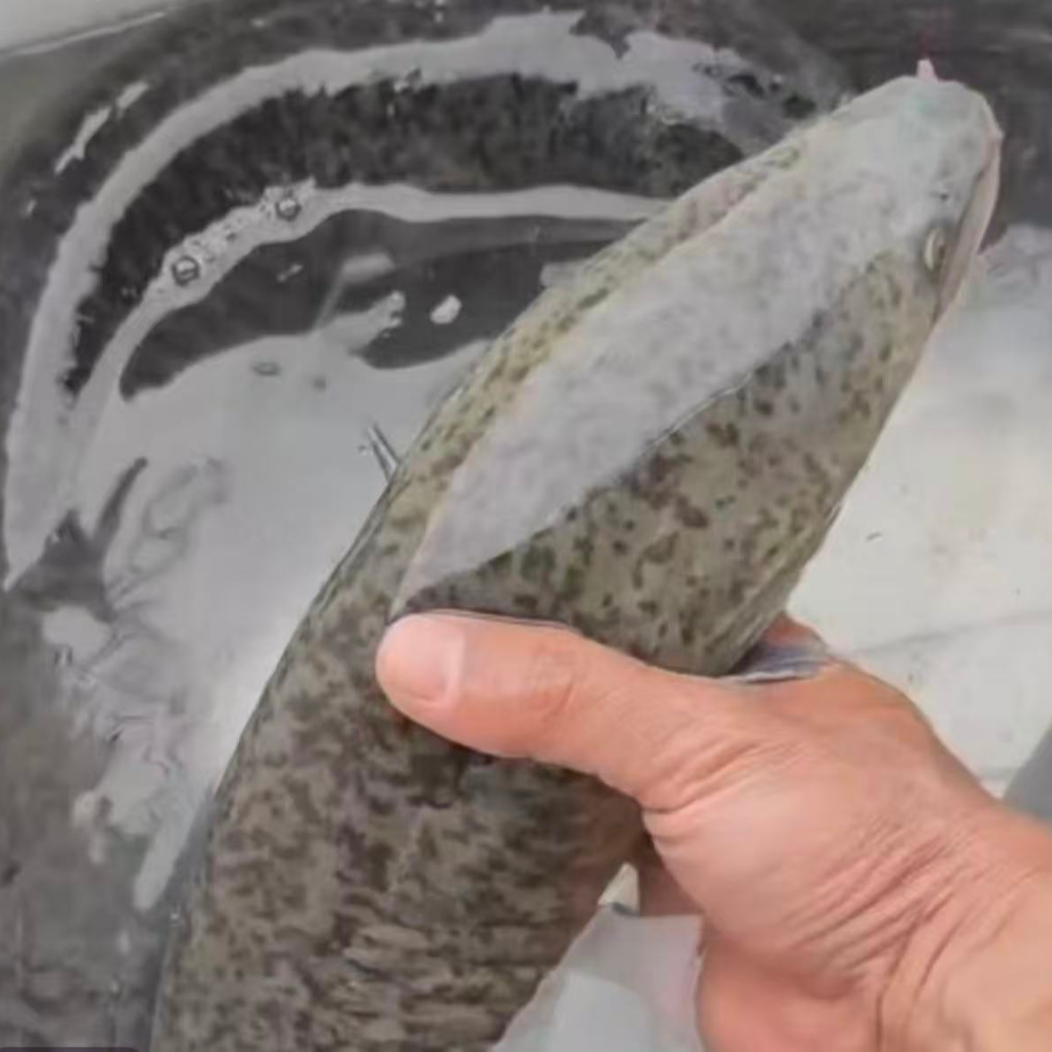 新鲜 花鳗鱼/大鳗鱼 厦门发货 顺丰包邮