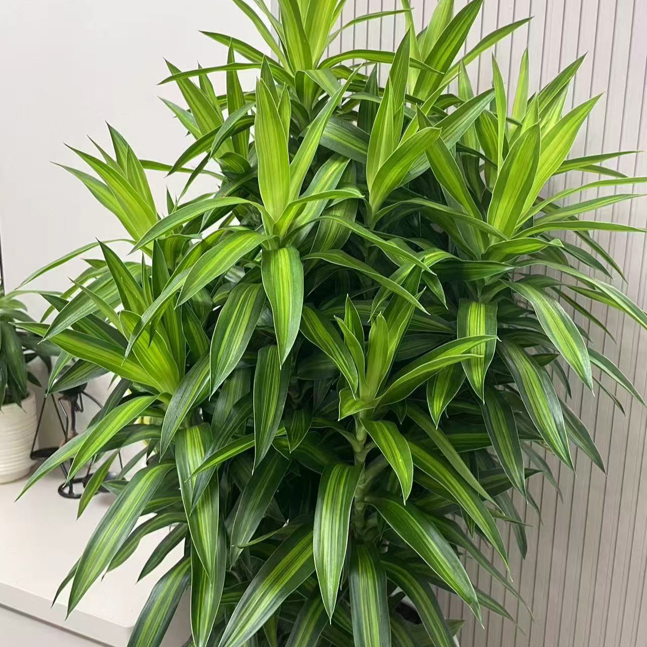 金心百合竹中大型盆栽花卉绿植盆栽室内净化空气易养观叶植物盆景