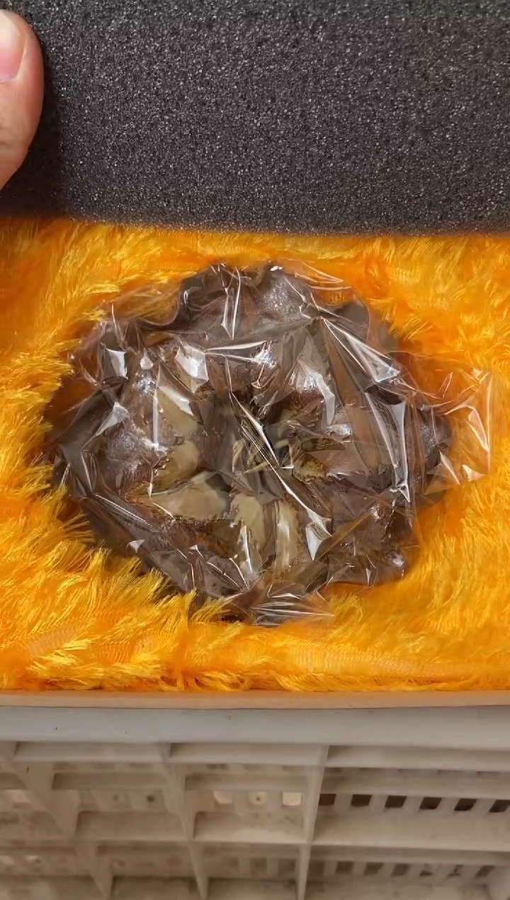 杯无运费险有瑕疵的摄影的产品有使用过的痕迹有点脏介意勿拍