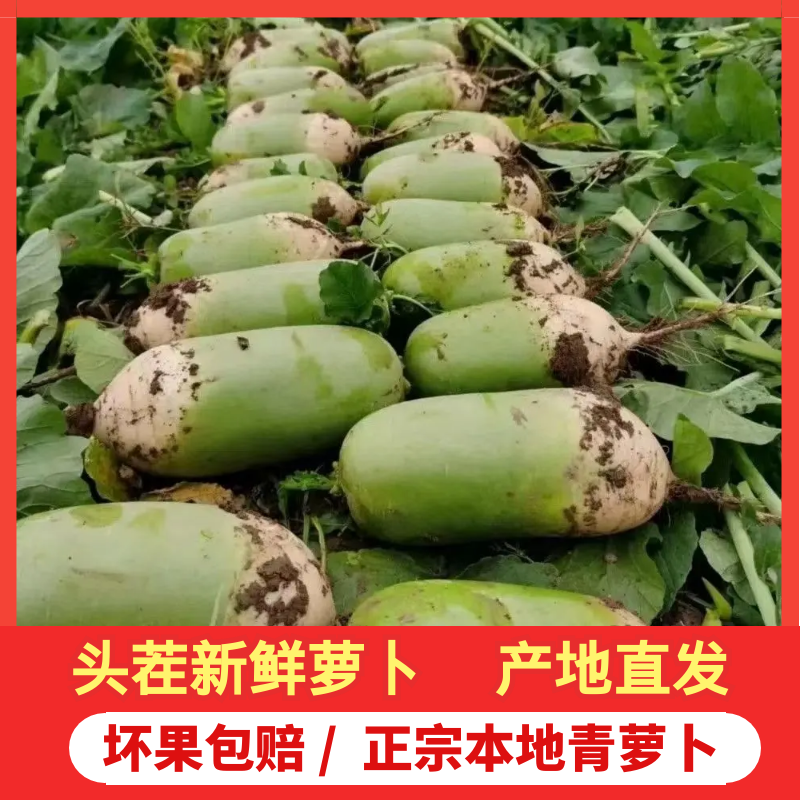 【薯再来】青萝卜河南现挖现发9斤装清脆爽口现挖现发青萝卜主