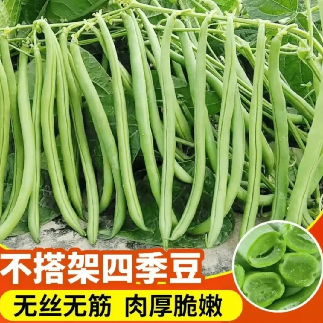 【无架四季豆】四季老品种阳台小院盆栽地栽种植豆角脆嫩蔬菜种子