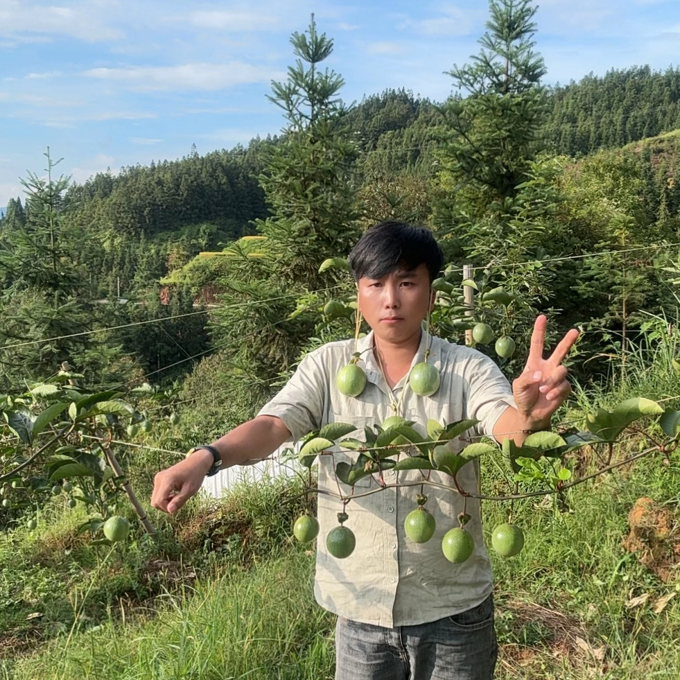 【小村长自种】贵州从江高山黄金百香果钦蜜9号5斤装顺丰包邮