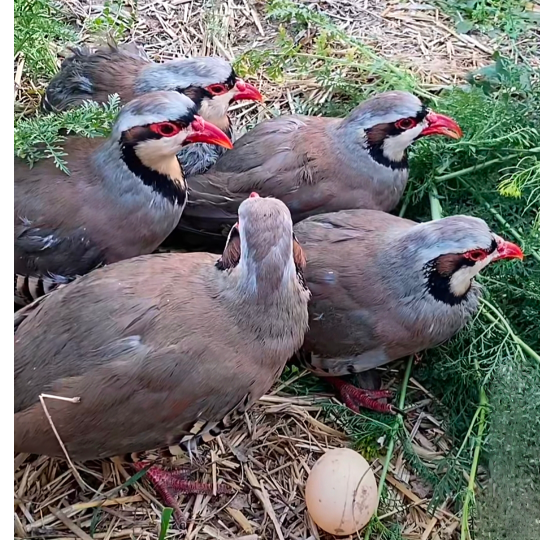 [6只农家鹧鸪]清远散养呱呱鸡五谷喂养现宰现发冷链包邮