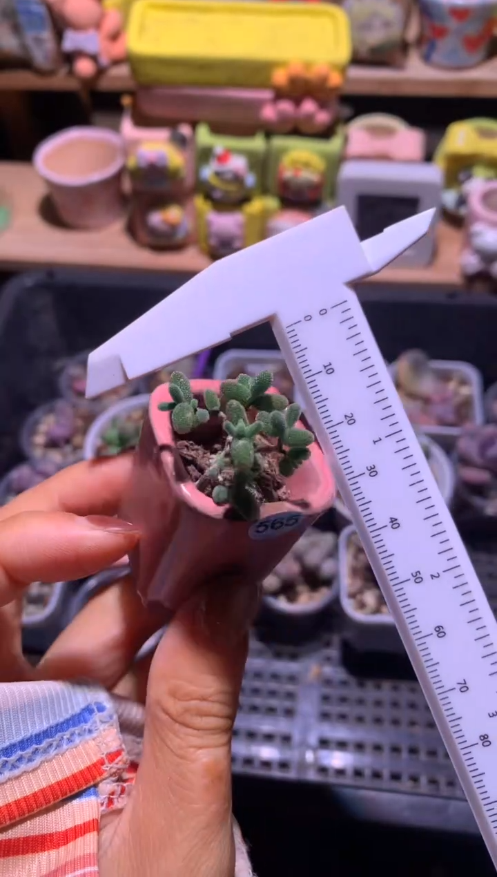 蜜桔糖球，满28包邮，不满发一个叶片到付