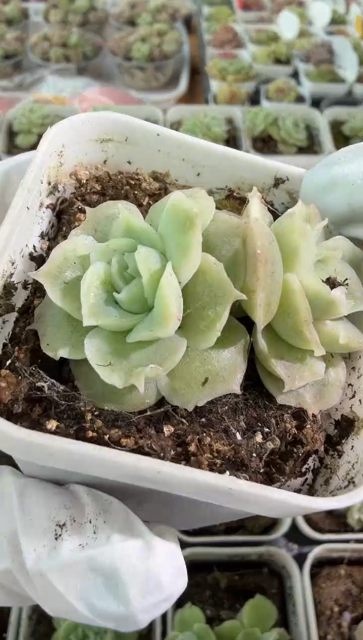 虾饺五方一盆 单双混 量拍混发