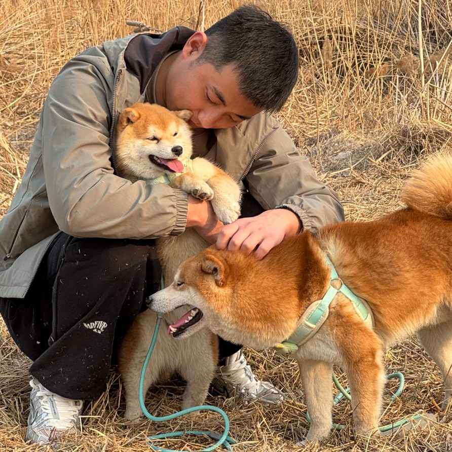 济南火火宠物柴犬犬舍双血统柴犬