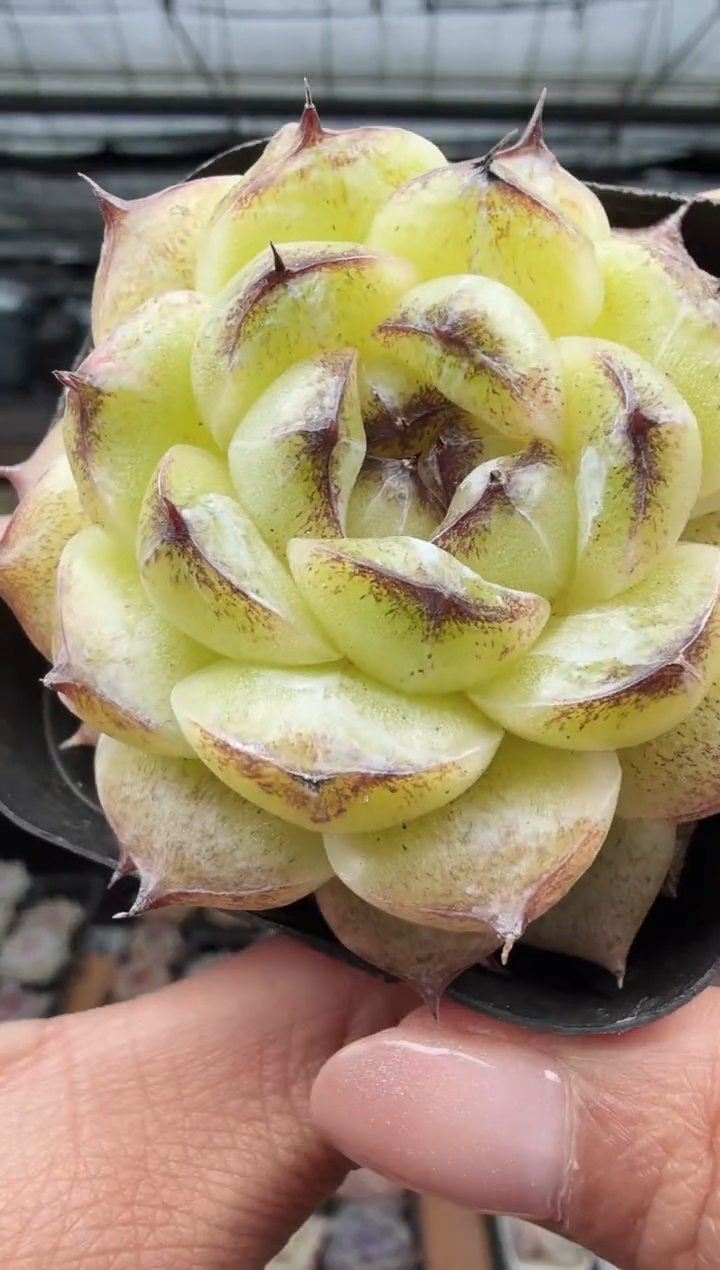 东云多肉园新款-255