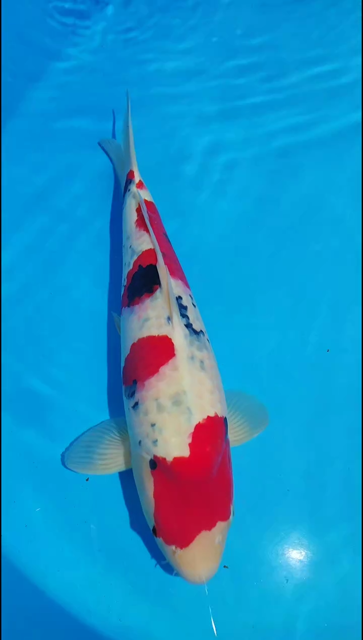 锦鲤12.19海港进口锦鲤39号不包邮