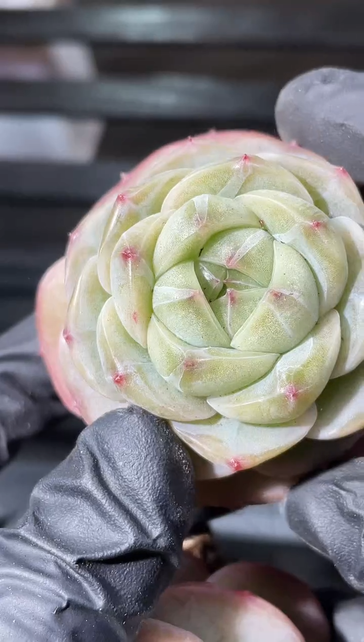 29-35 柠弹珠3-4厘米量拍发一颗