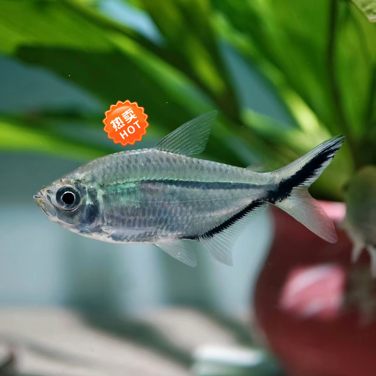 黑尾大勾鱼小型观赏鱼群游好养耐活适合新手饲养