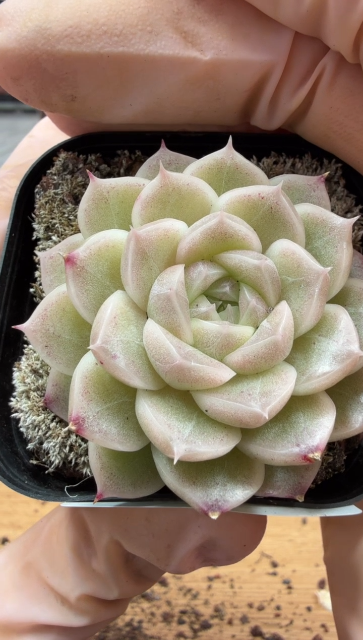 东云多肉园三店-70