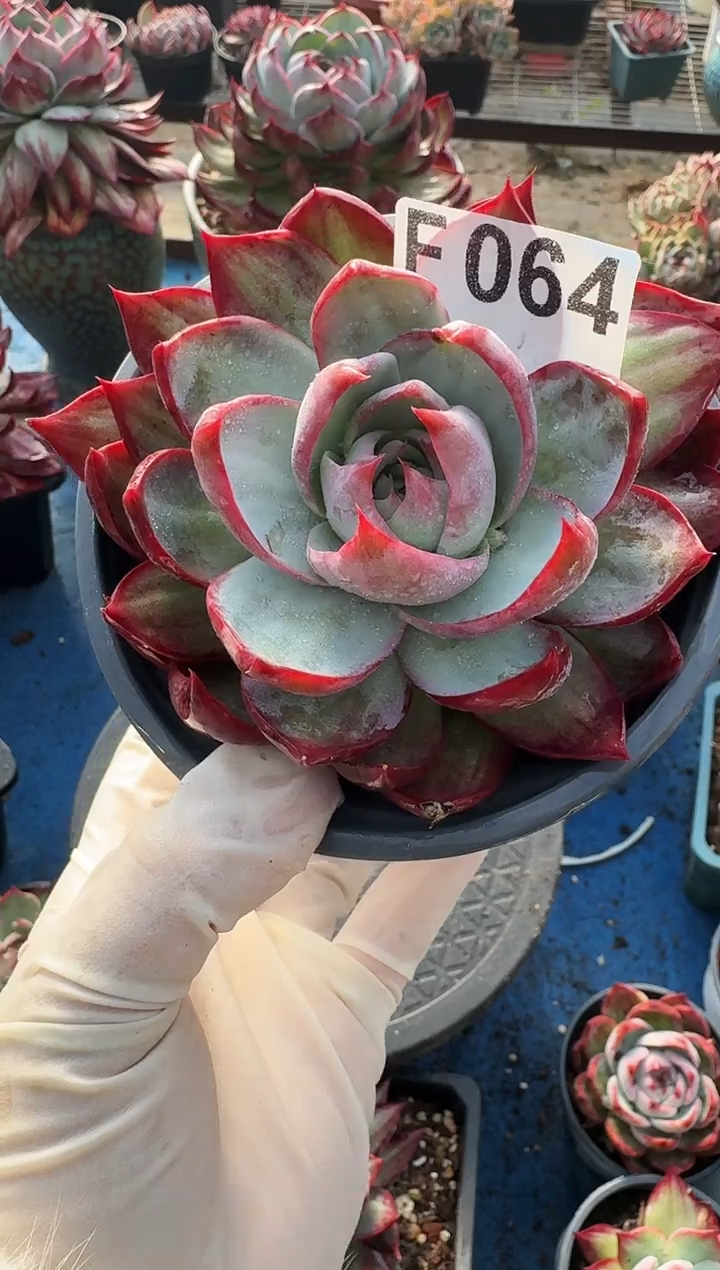 F064惊鸿仙子（裸根发货）