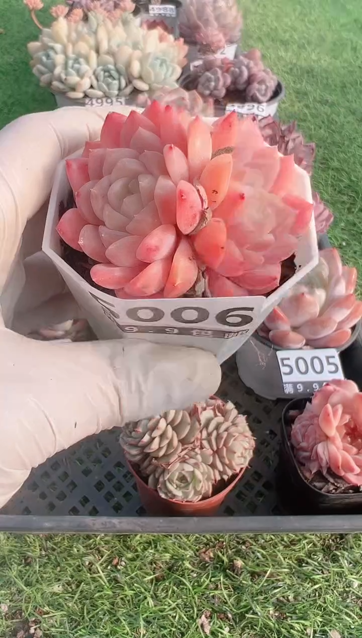 【闪购商品】信福多肉一物一拍