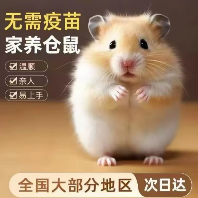 活体仓鼠长毛短毛金丝熊温顺易上手