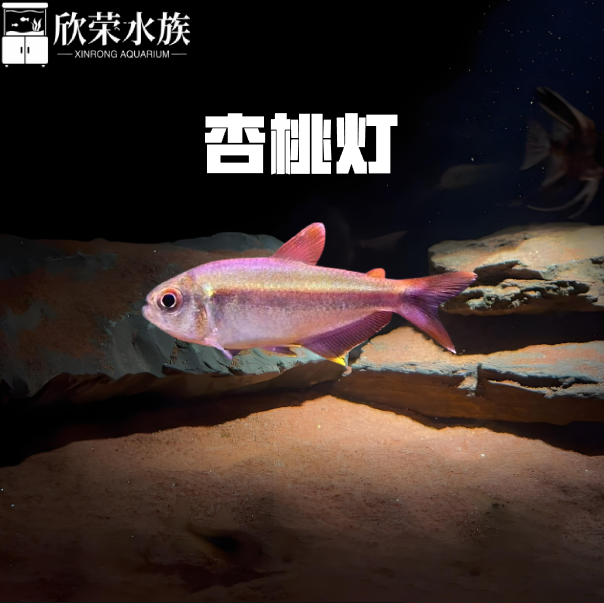 杏桃灯南美灯科鱼杏子灯鱼高端灯鱼稀有鱼热带鱼淡水鱼草缸群游鱼
