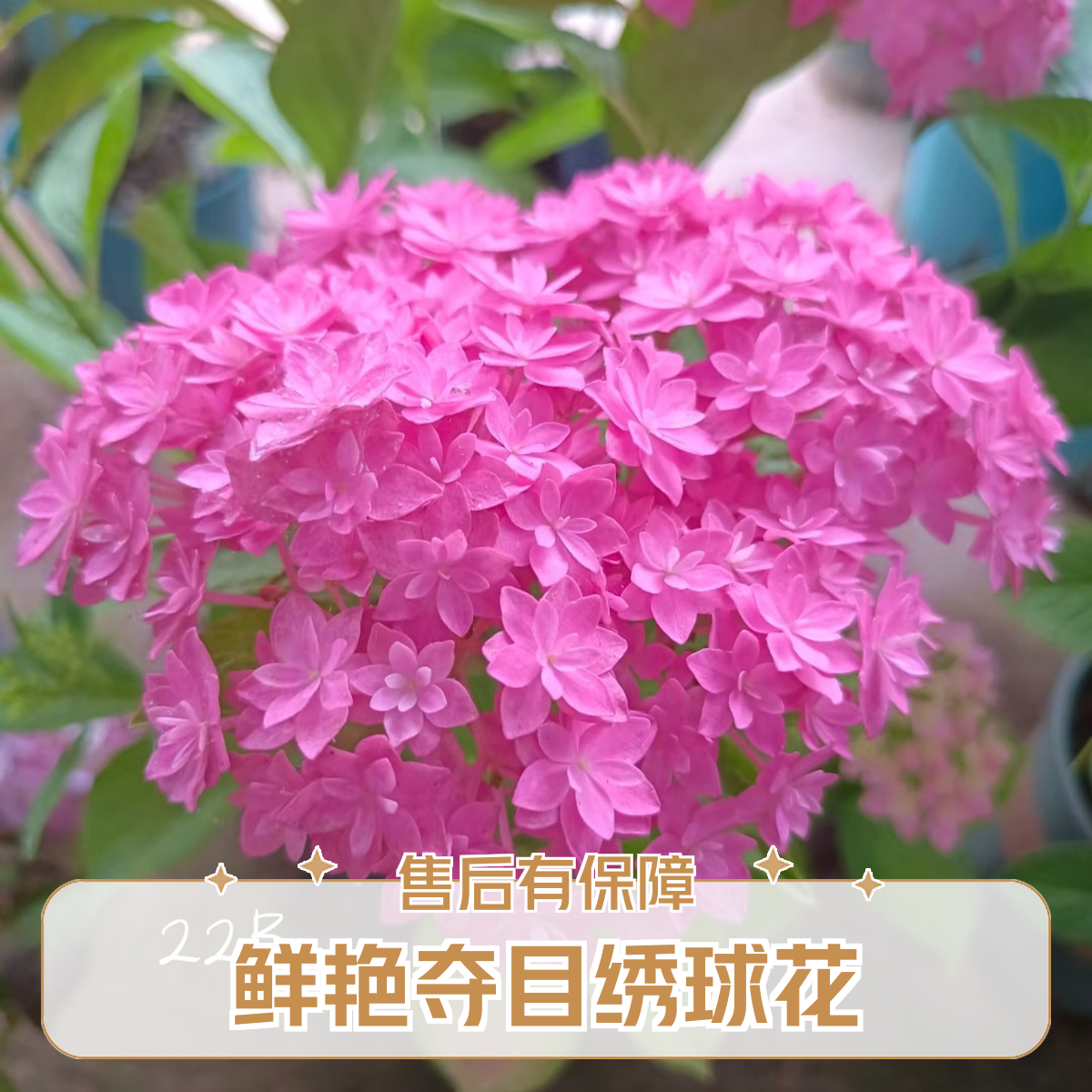 22B-露天绣球带花苞重瓣大绣球盆栽耐热阳台庭院易养花卉植物