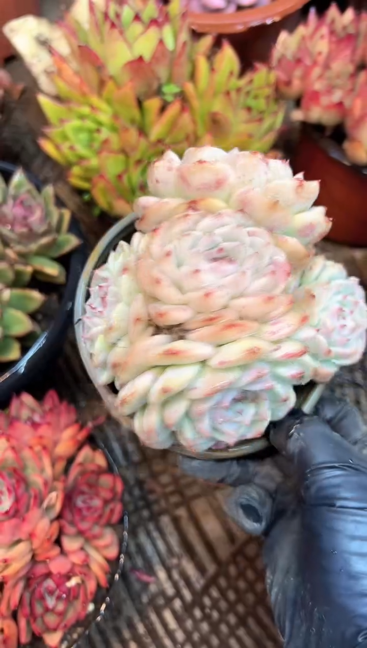 Y**r多肉植物一物一拍13405