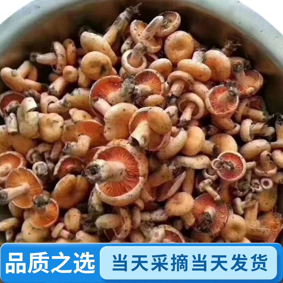 新鲜松树菌新鲜谷熟菌枞菌三九菇寒菌雁来蕈松乳菇海瓜子