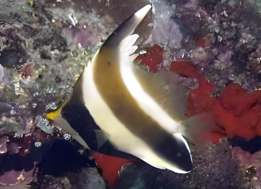 观海·羽毛关刀海水鱼