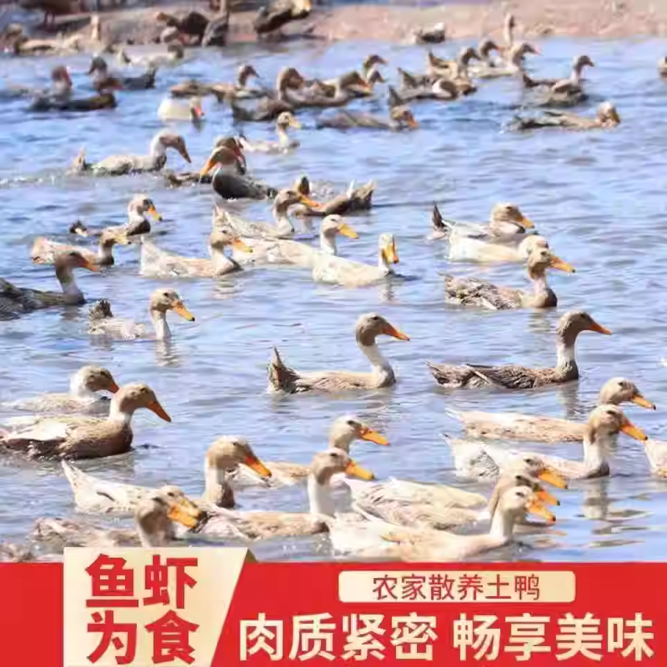 【到手3只约6斤】精选3只农家散养鸭子新鲜宰杀速冻锁鲜无掌翅内脏