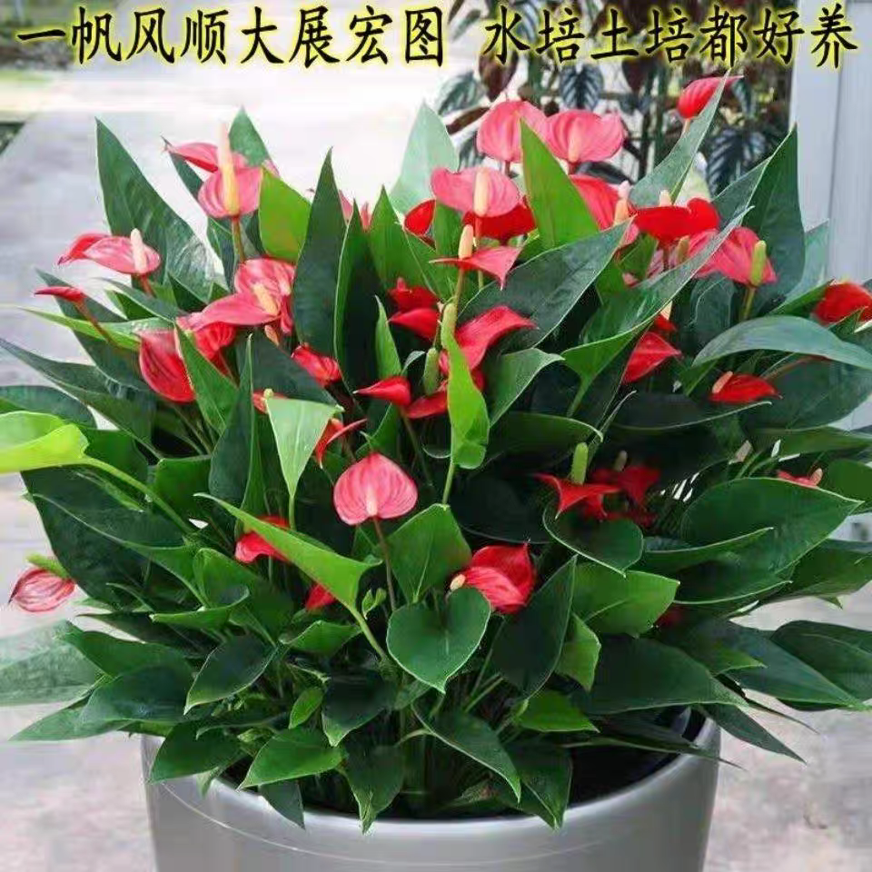 满天星红掌，室内养护