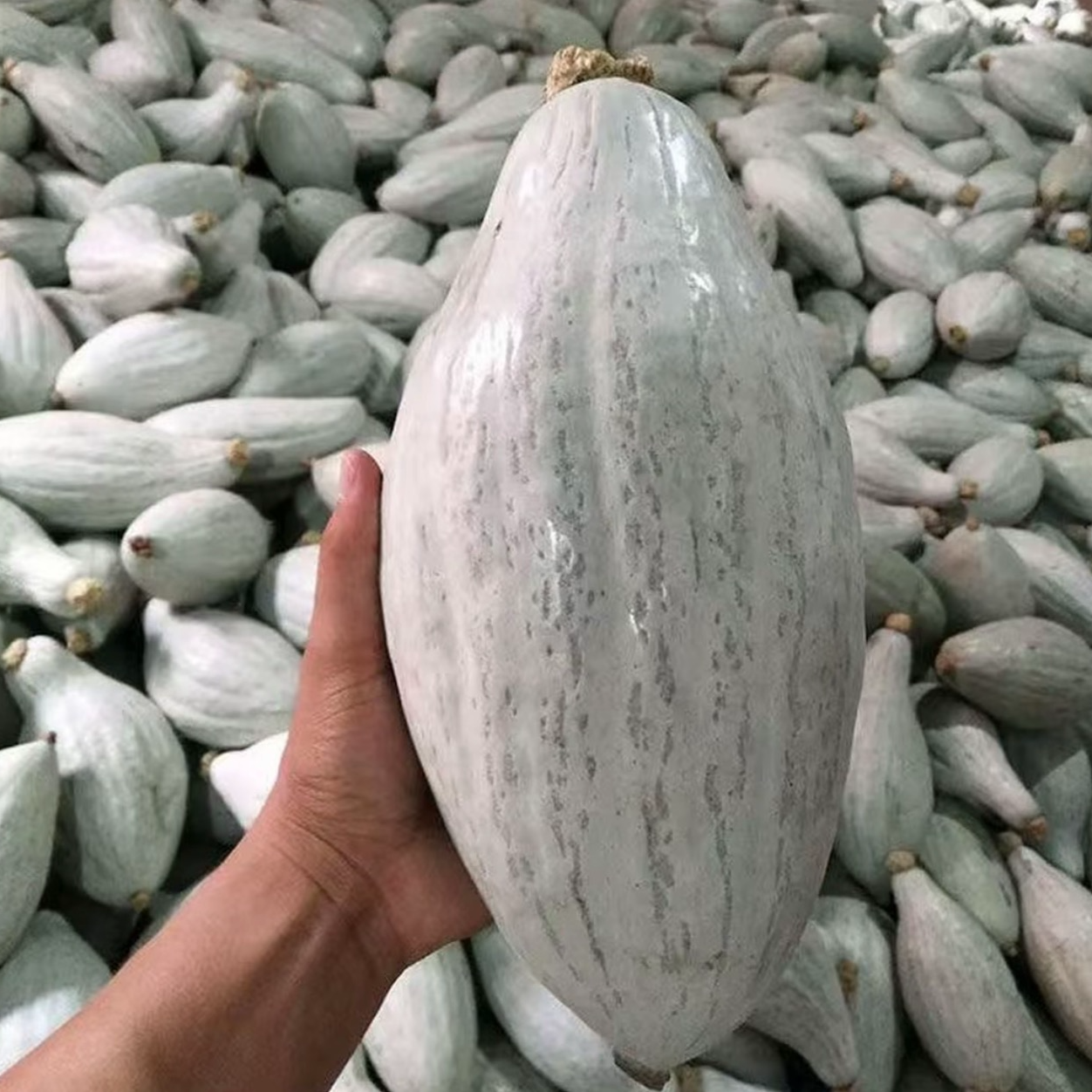 【丑瓜种子】贵妃南瓜种子四季种植盆栽地栽阳台小院种植商品图