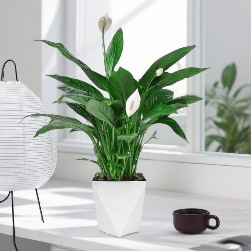 白掌盆栽一帆风顺水培植物办公室内好养花卉客厅四季长青空气净1