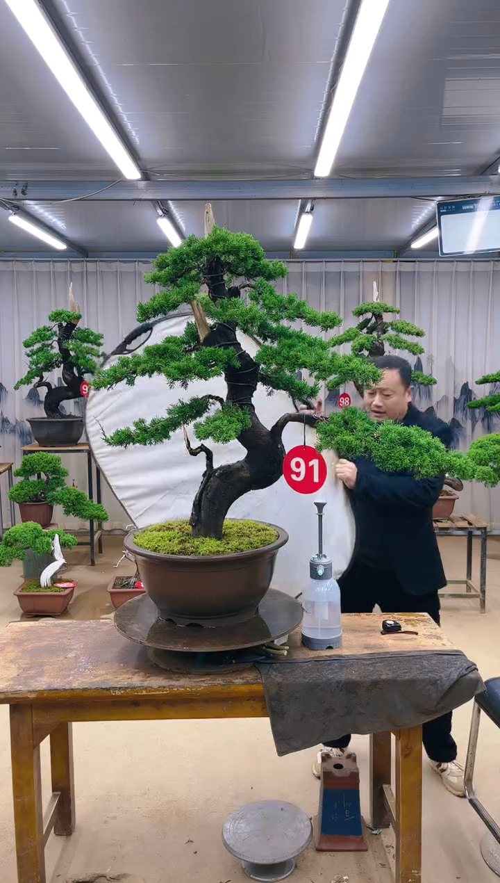 无花朵精品盆景 一物一拍