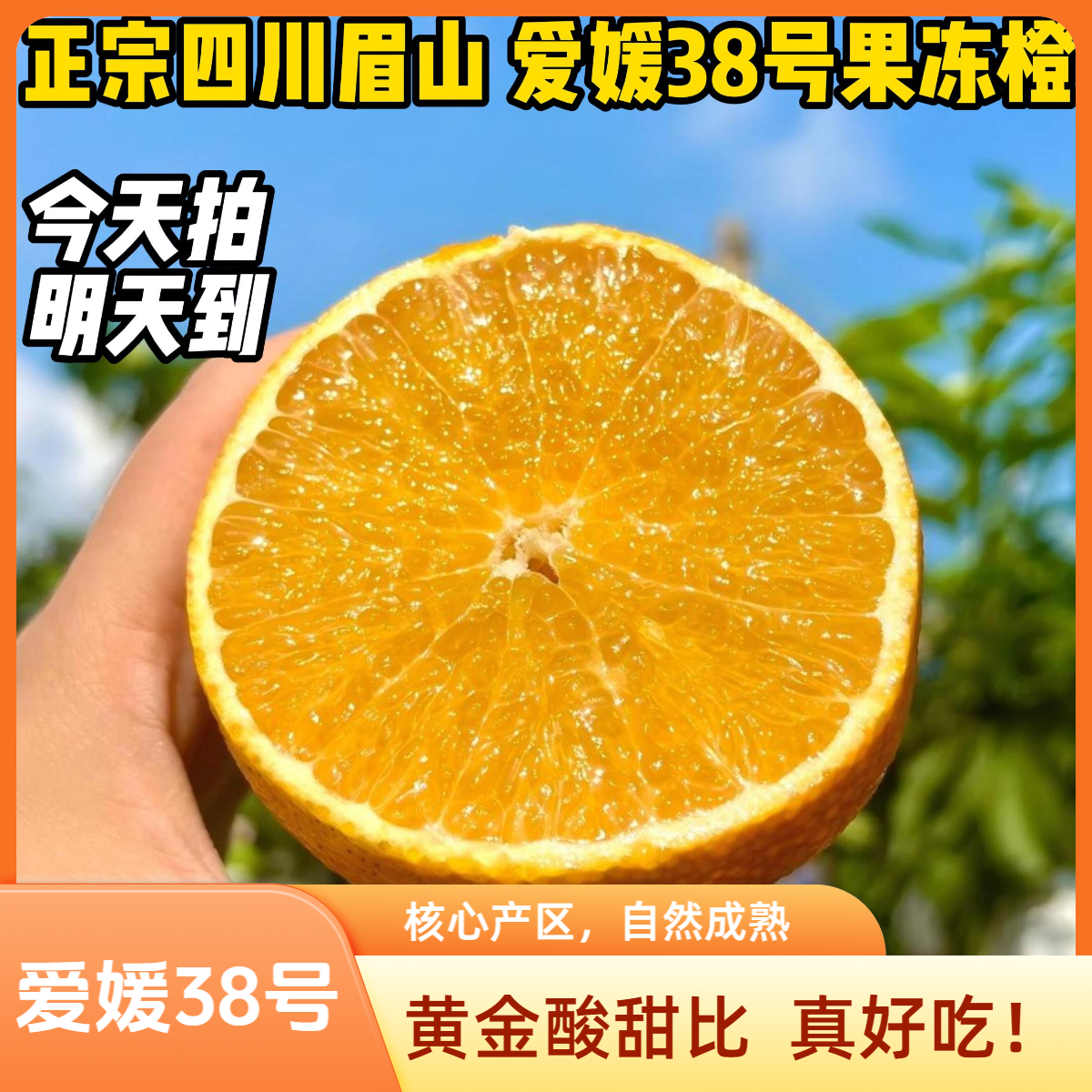 【爱媛38号果冻橙】正宗四川眉山核心产区 顺丰极兔申通今天买明天到四川省