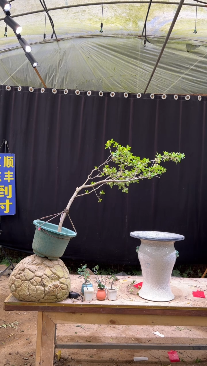 无花朵阿*海岛栀子花