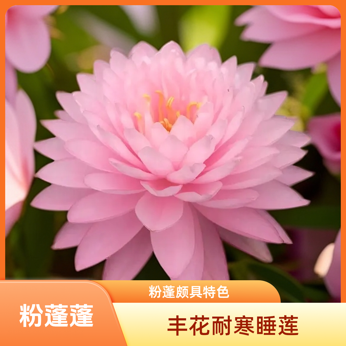 粉蓬蓬耐寒睡莲中大型重瓣睡莲盆栽鱼缸水池水生植物睡莲大苗带花