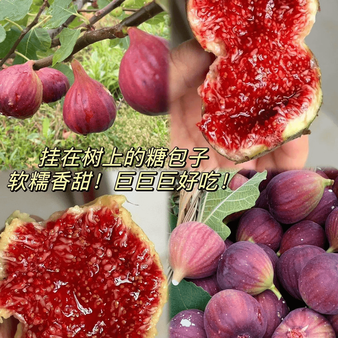 无花果树苗南方北方盆栽地在原土原盆当年结果