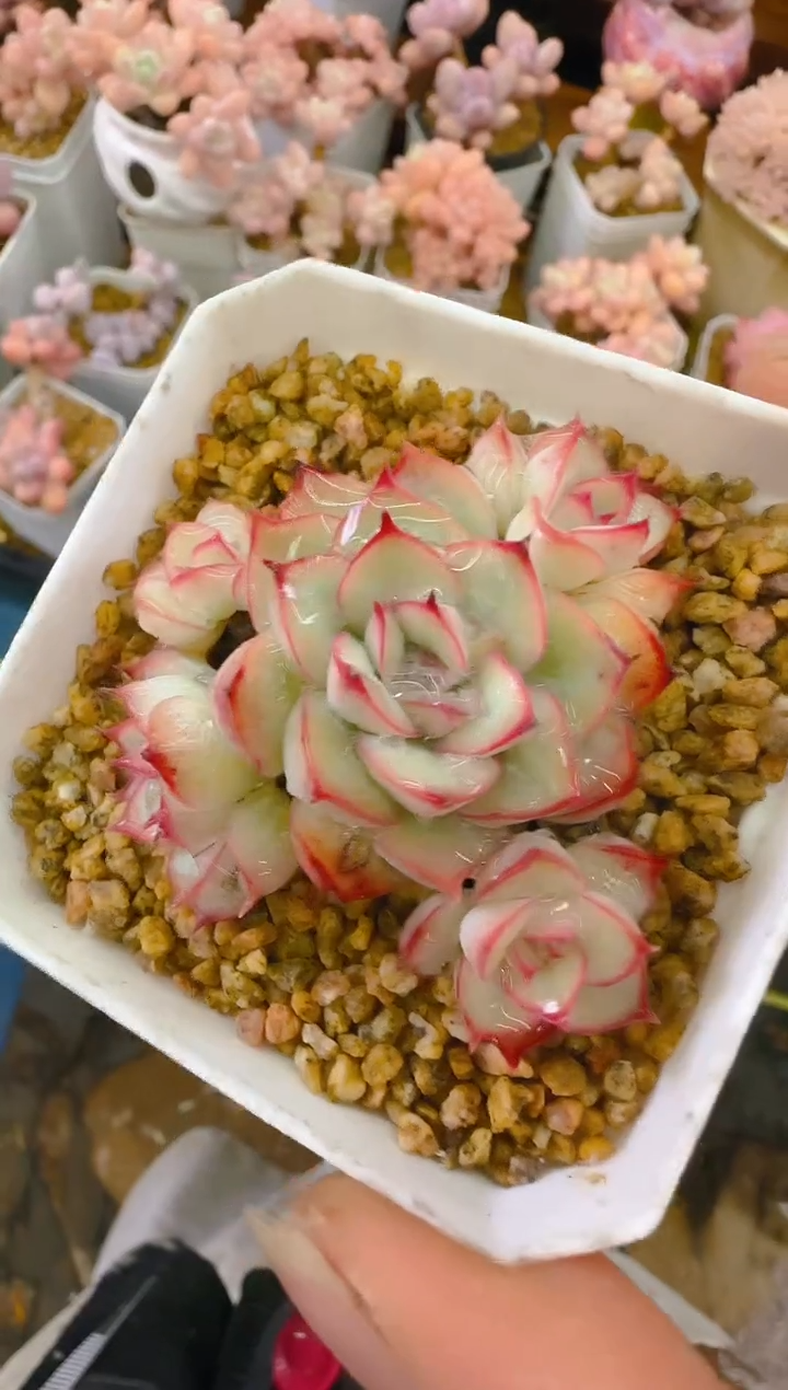 【闪购商品】喜—075—仙农(墨荷）