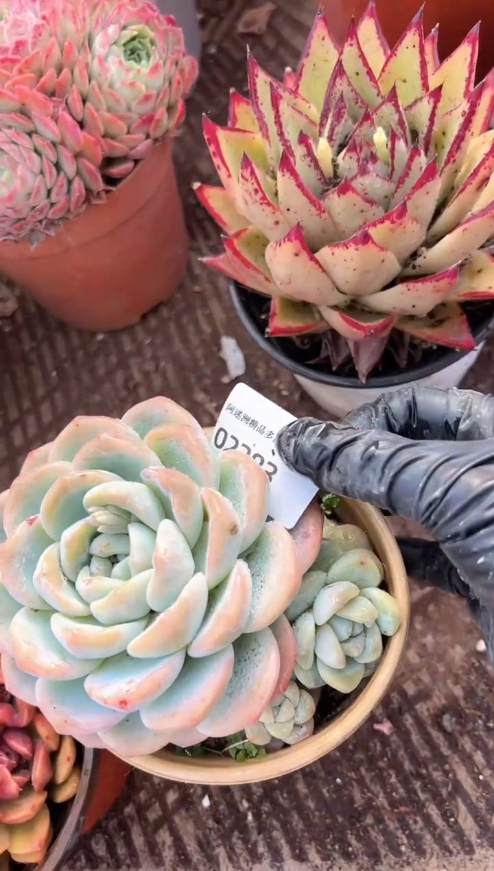 柚**?多肉植物一物一拍02383