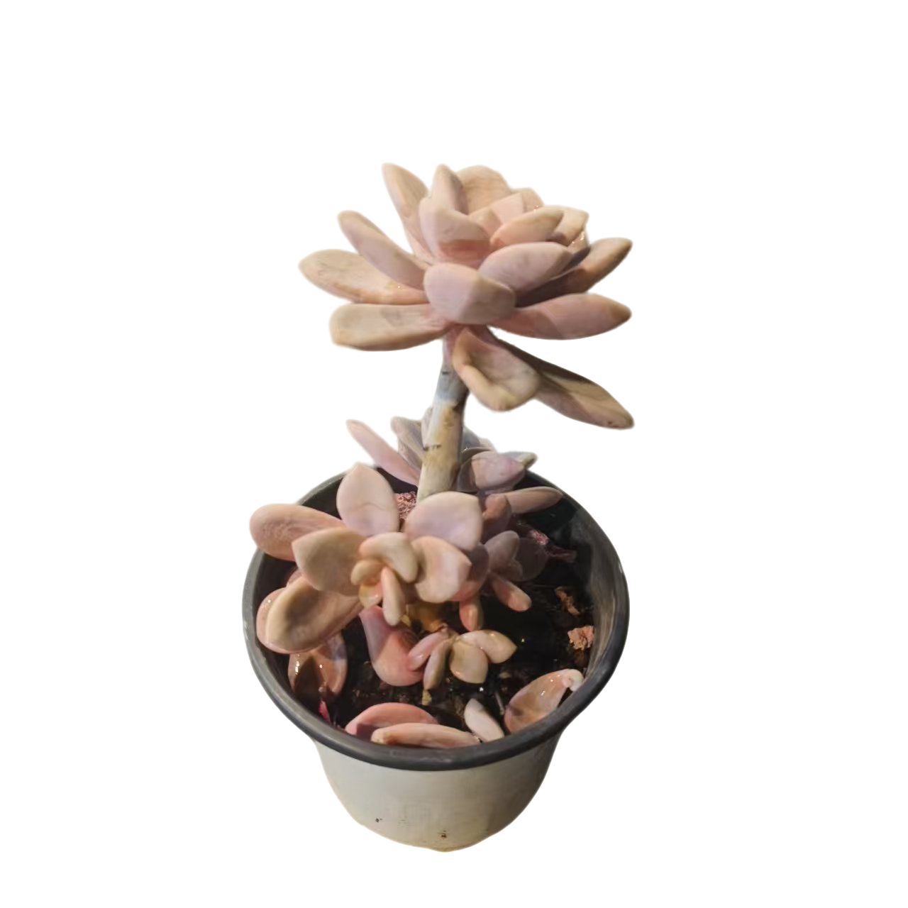 同美多肉园艺 桃霜多肉植物 以直播间实物为准 夏