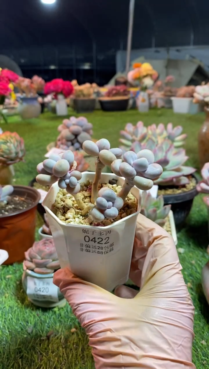 【闪购商品】0422a