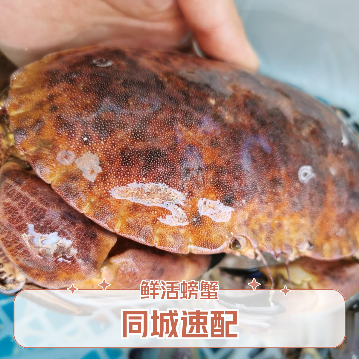 李彭江鲜活面包蟹海鲜【可加工】【同城配送】【保鲜不保活】螃蟹