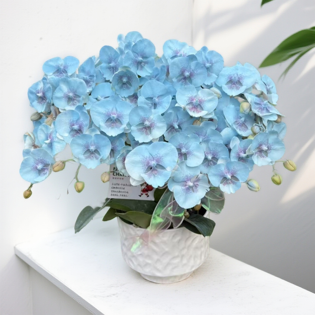  蝴蝶兰《海洋之心》稀缺小众品种 带香味蓝色系 特殊工艺 植物上色