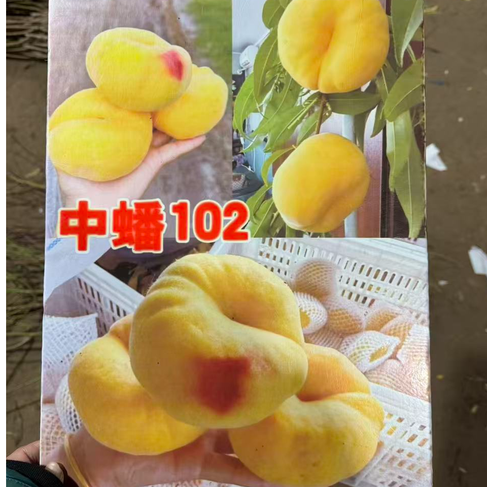 二号组合家庭装 8个品种组合装桃苗