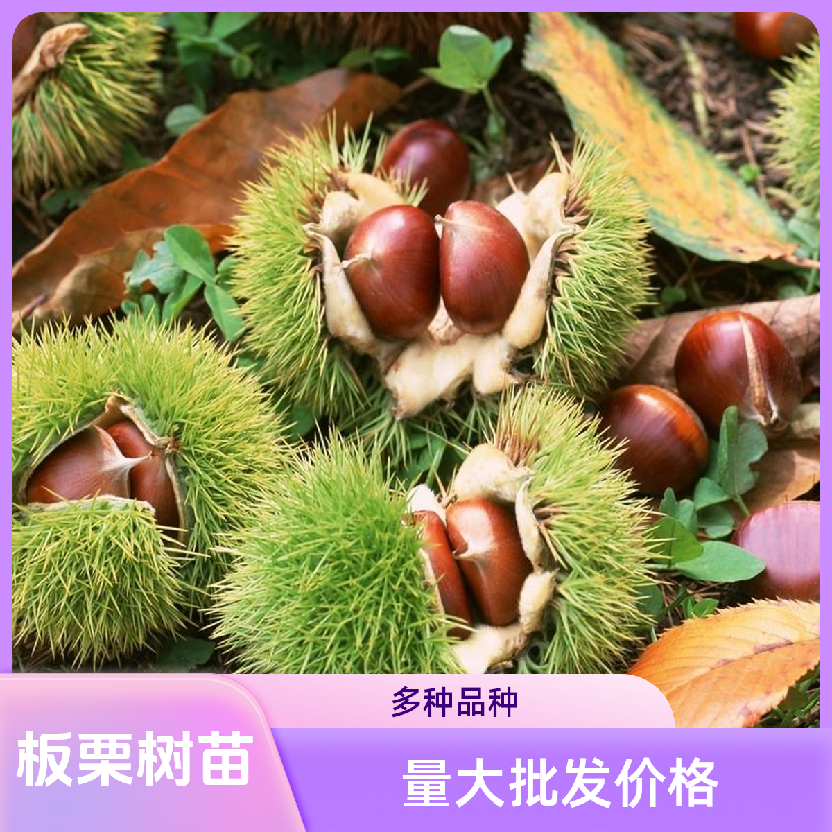 板栗树苗王中王大红袍迁西板栗油栗子糖炒栗子南方北方盆栽地栽