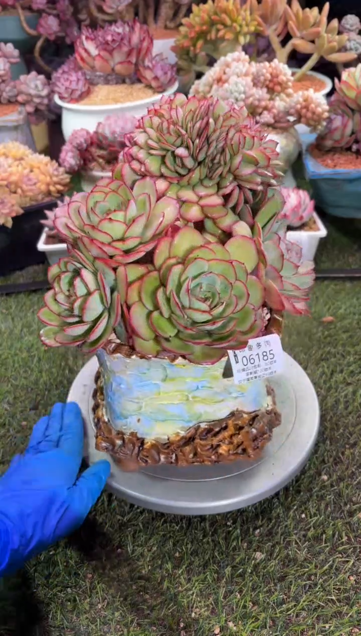 【闪购商品】06185